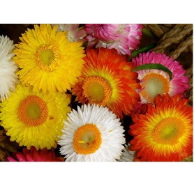 Helichrysum Mixed Flower Seeds(40-50 Seeds/Pack)